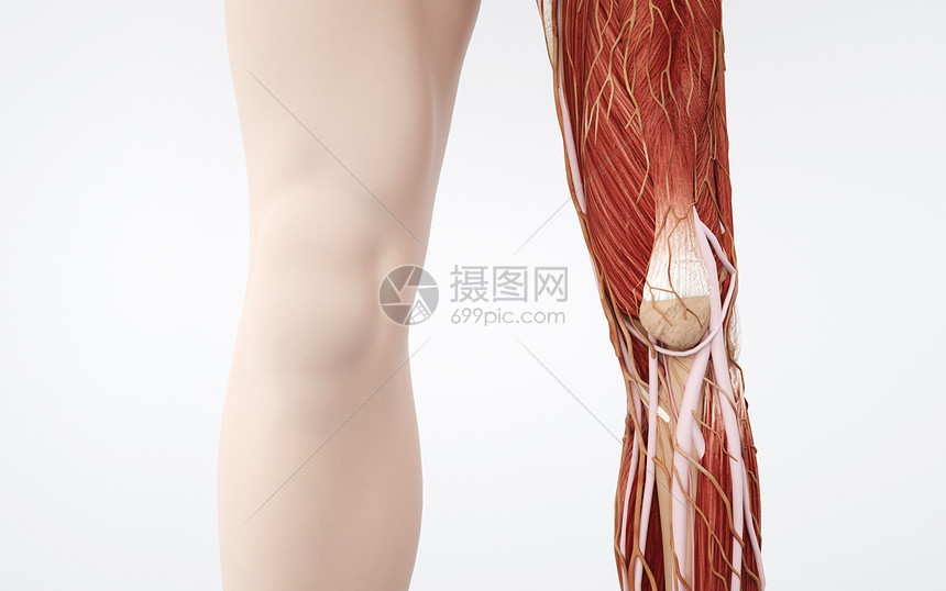 人体腿部肌肉组织图片
