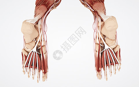 人体脚底部结构组织图片