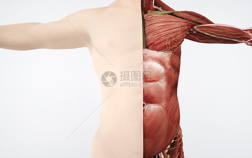 男性胸部肌肉结构组织图片