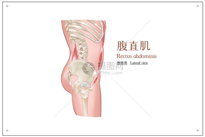 腹直肌侧面观医疗插画图片