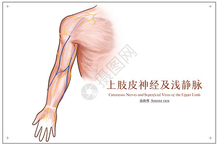 上肢皮神经及浅静脉前面观医疗插画图片