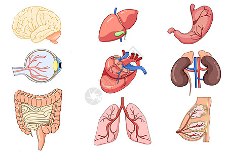 心脏解剖人体器官手绘合集插画