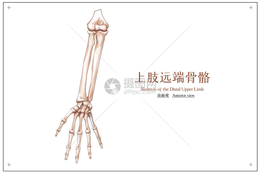 上肢远端骨骼前面观医疗插画