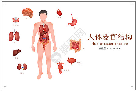 肺解剖人体器官结构插画图插画