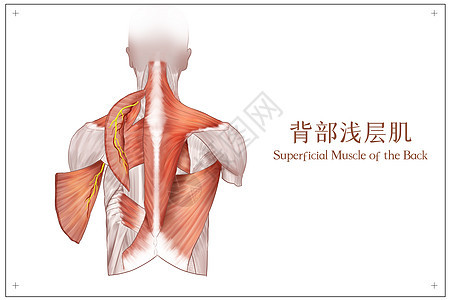 背部浅层肌医疗插画背景图片