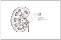 腹部器官肾部内面观医疗插画图片