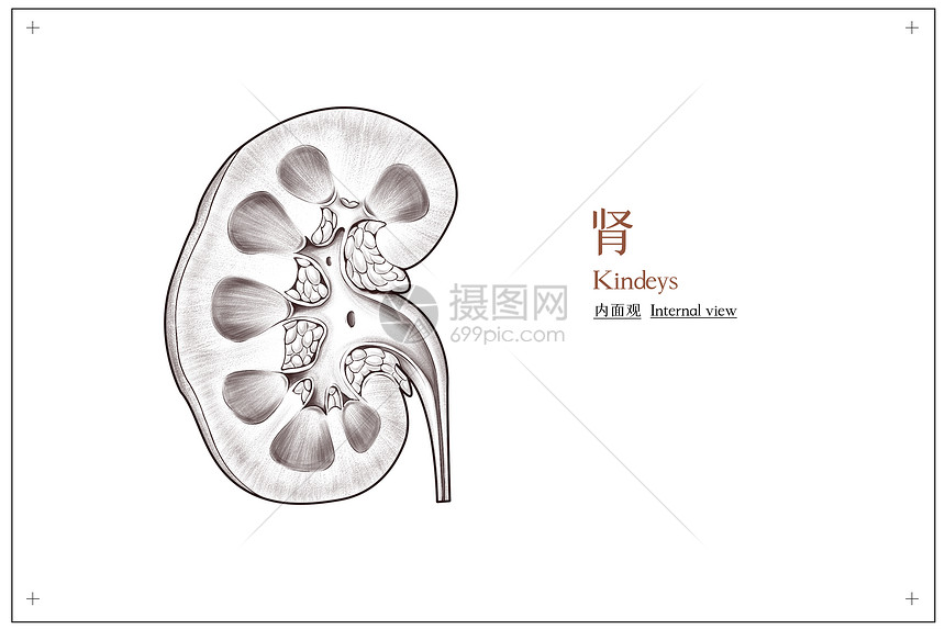 腹部器官肾部内面观医疗插画图片