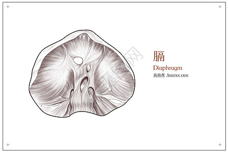 解剖腹部膈结构前面观医疗插画插画