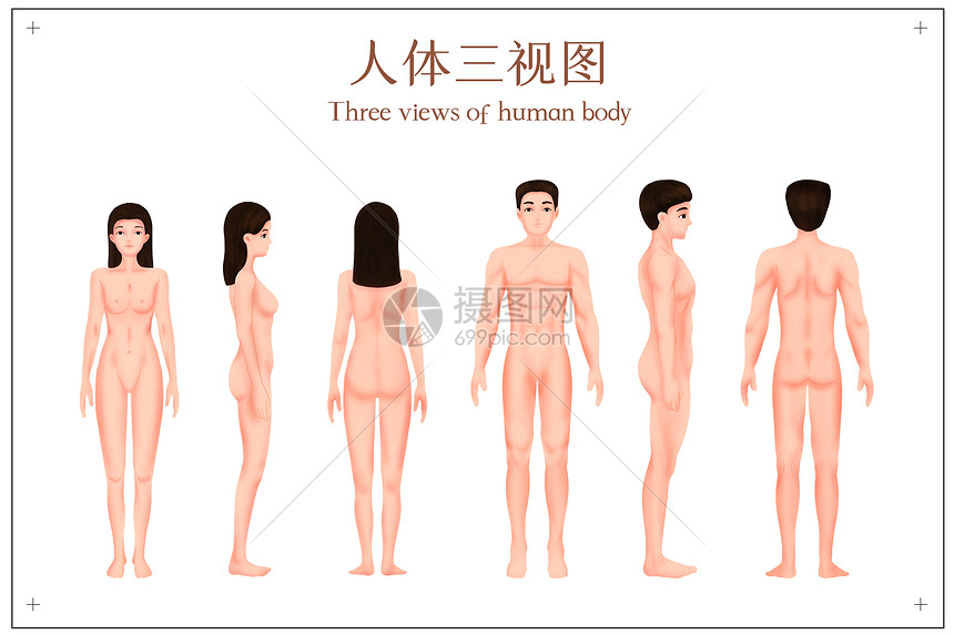 人体三视图图片插画图片下载 正版图片 摄图网