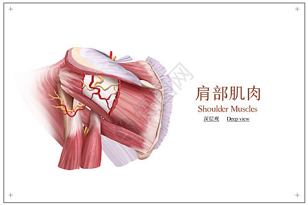 肩部肌肉深层观医疗插画图片