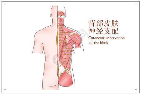 背部皮肤神经支配医疗插画图片