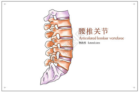 腰椎关节侧面观医疗插画背景图片