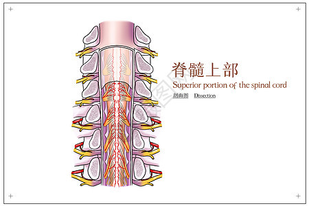 脊髓上部剖面图医疗插画背景图片