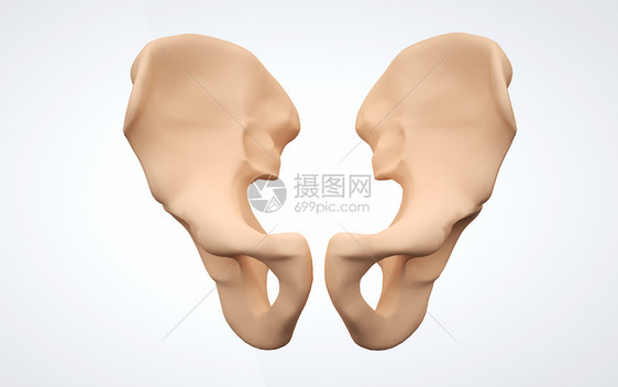人体下肢髋骨图片