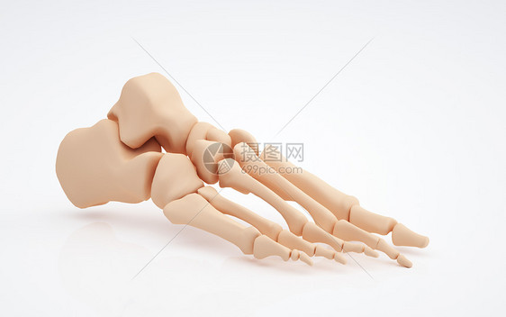 人体下肢足骨图片