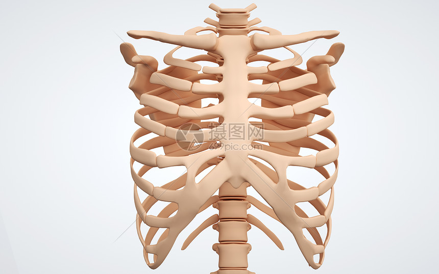 人体胸壁骨骼图片