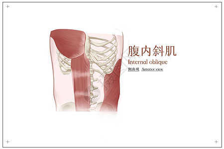 腹内斜肌正面观医疗插画图片