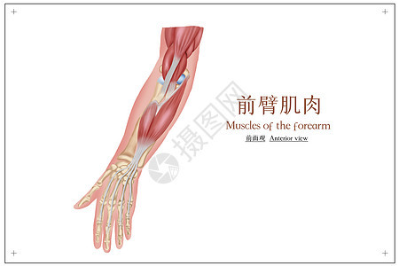 前臂肌肉医疗插画图片