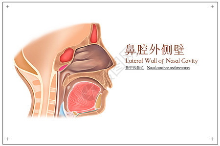 鼻腔外侧壁鼻甲和鼻道医疗插画图片
