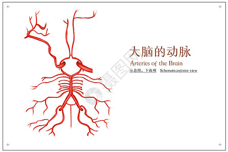 大脑的动脉示意图和下面观医疗插画图片