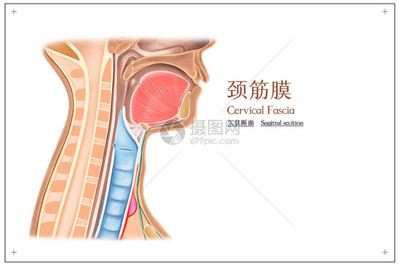 颈筋膜矢状断面医疗插画图片