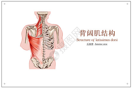 医用人体结构背阔肌人体骨骼肌医疗插画插画