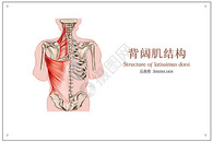 背阔肌人体骨骼肌医疗插画图片