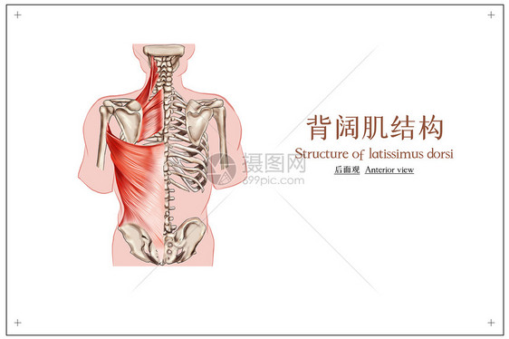 背阔肌人体骨骼肌医疗插画图片