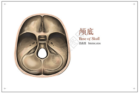 颅底内面观医疗插画图片