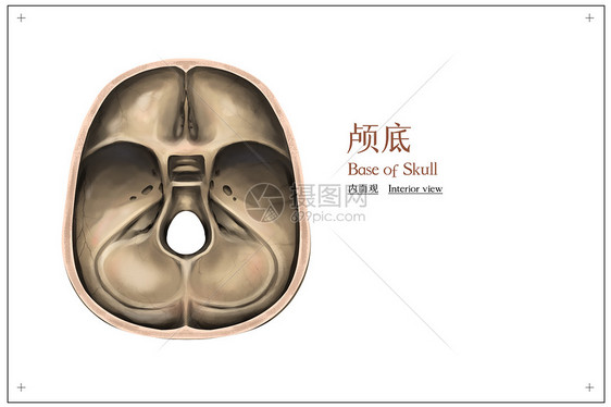 颅底内面观医疗插画图片