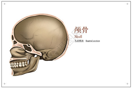 颅骨矢状断面医疗插画图片