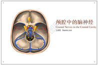 颅腔中的脑神经上面观医疗插画图片