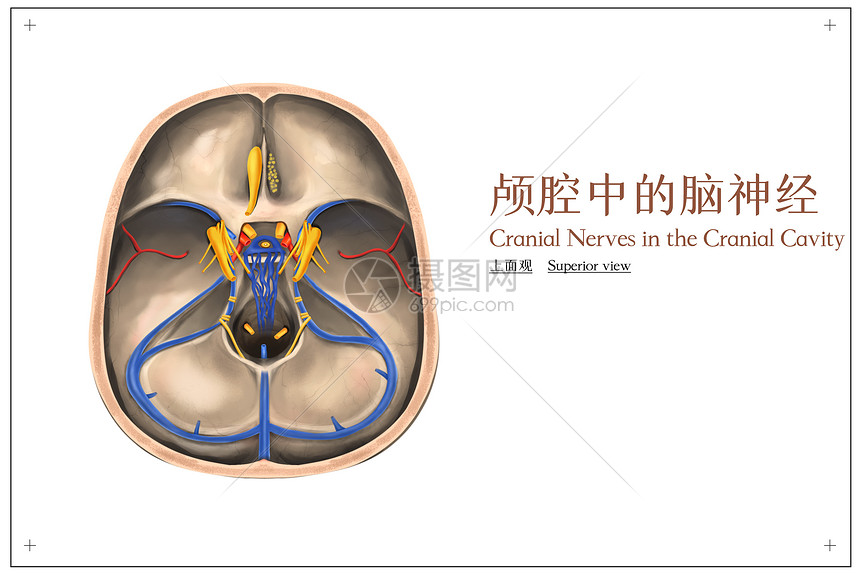 颅腔中的脑神经上面观医疗插画图片