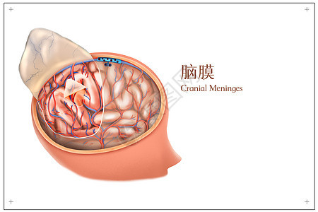 脑膜医疗插画图片