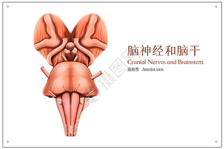 脑神经和脑干前面观医疗插画背景图片