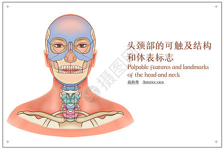 头颈部的可触及结构和体表标志前面观医疗插画图片
