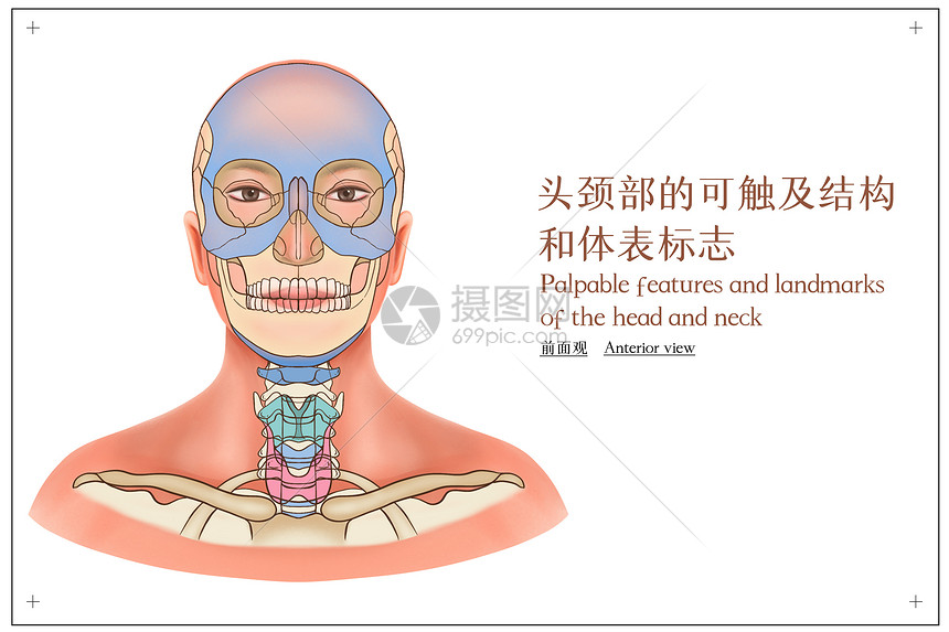 头颈部的可触及结构和体表标志前面观医疗插画图片