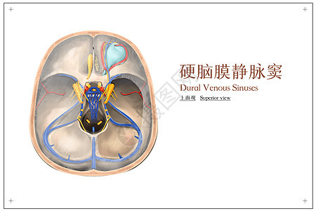 硬脑膜静脉窦上面观医疗插画背景图片