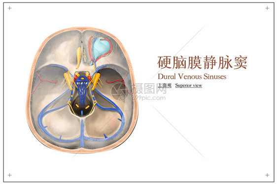 硬脑膜静脉窦上面观医疗插画图片