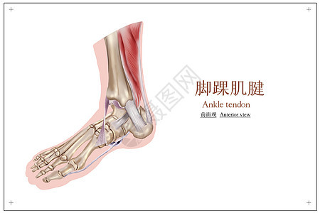 骨骼医疗医学插画图片