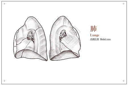 胸部器官肺部内侧位观医疗插画图片