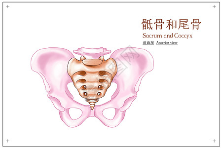 骶骨和尾骨前面观医疗插画高清图片