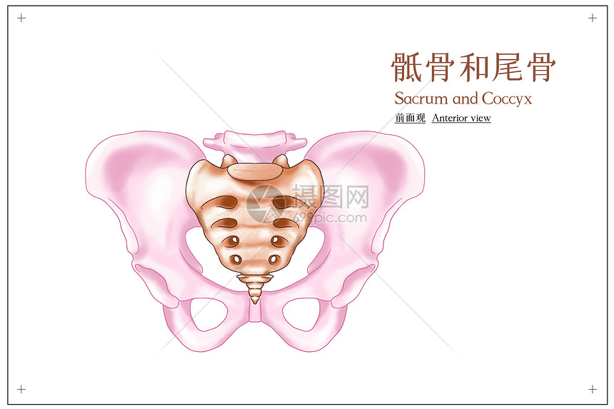 骶骨和尾骨前面观医疗插画图片