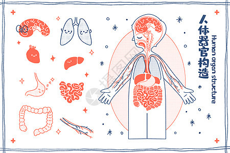 人体器官构造医疗插画图片