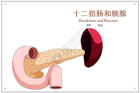 十二指肠和胰腺部分医疗插画图片