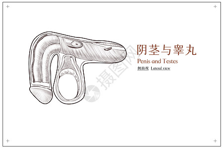 男性生殖器图片 男性生殖器素材 男性生殖器高清图片 摄图网图片下载 男性生殖器图片 男性生殖器素材 男性生殖器高清图片 摄图网图片下载
