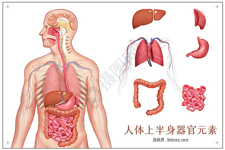 人体上半身器官元素单列图片