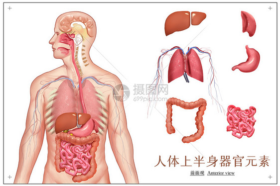 人体上半身器官元素单列图片