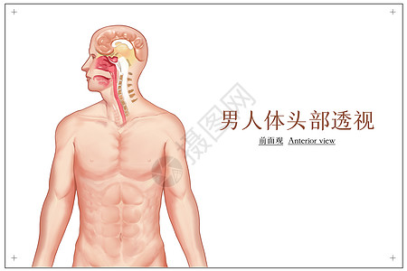 男人体头部透视医疗插画图片