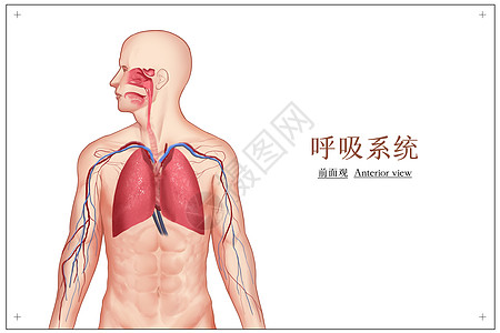 肺解剖呼吸系统医疗插画插画